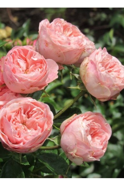 Троянда Playful Rokoko у ландшафтному дизайні